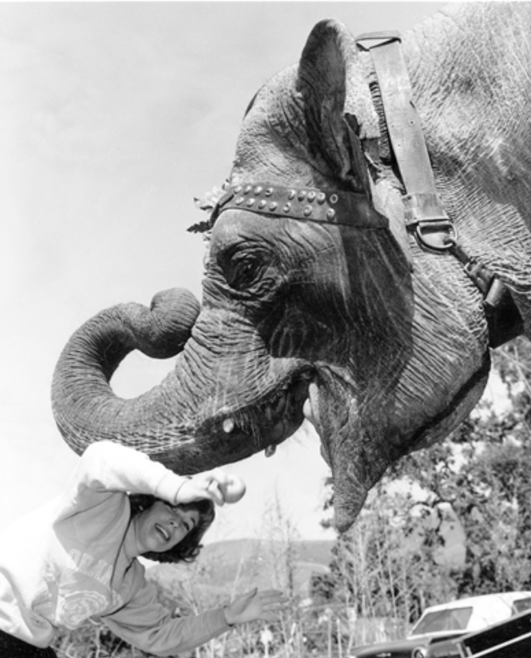 woman playfilly sticks her head under an elephants mouth and poses for a photo